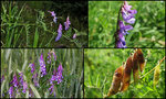 Vicia tenuifolia_640.jpg