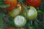 DSC_1156a.jpg
