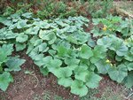 BUTTERNUT 1.jpg