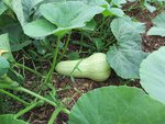 BUTTERNUT 3.jpg