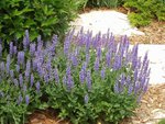 salvia-nemorosaostfrieslandl.jpg