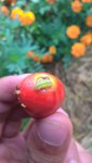 Dans une tomates cerise