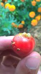 Dans une tomate cerise,mais ces chenilles attaquent également les grosses tomates.