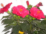 DSCN6187.JPG