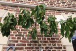 IMG_0886.JPG