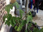 IMG_0887.JPG