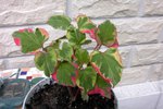 voici cette plante tres belle,je l'ai mise en pot,de peur qu'elle s'abime