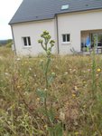 DSCN2194 - Copie.JPG