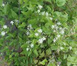DSCN2265 - Copie.JPG