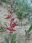 DSCN2199 - Copie.JPG