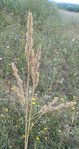 DSCN2226 - Copie.JPG