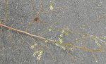 DSCN2275 - Copie.JPG