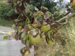 IMG_20150801_121843.jpg