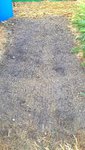 Le sol débarrassé des résidus à l'aide du râteaux.<br />Le sol à cette endroit à formé depuis l'année dernière,une couche d'humus de plusieurs centimètres comme en foret,et par conséquent,a bien retenu les arrosages amenés aux salades.
