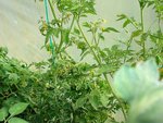 DSC01197a.jpg