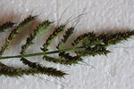 l'inflorescence