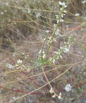 peut-être mélilot blanc 2 - Copie.JPG