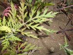2015-08-01_ambroise_a_feuilles_d_armoise_chez_moi_2 - Copie.JPG