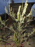 2015-08-01_ambroise_a_feuilles_d_armoise_chez_moi_4 - Copie.JPG