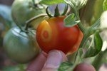 Tomate tachée.