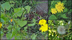 Sonchus oleraceus -Tropiques_640.jpg