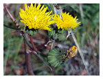 640px-Sonchus oleraceus  Javier martin2_500.jpg