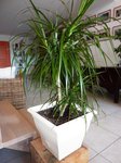 Beaucarnea ou  Dracena-1.JPG
