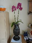 orchidee compressee  power point.jpg