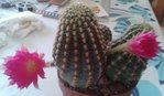 echinocereus.jpg