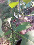 IMG_20150802_184614_1CS.jpg