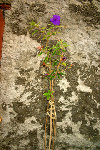 tibouchina for.jpg