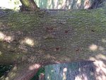 IMG_0576.JPG