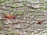 IMG_0578.JPG