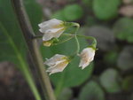 les fleurs sont toutes petites, moins de 5 mm.