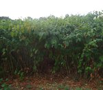 Fallopia Japonica - Renouée du Japon