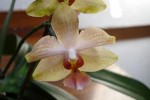 Phalae