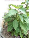 DSC06418-MiNi.JPG