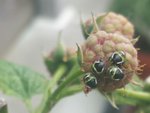 Insecte_forum.jpg