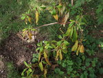 DSCF0225.JPG