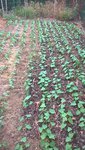 Je manque cruellement de paillage cette année,car je n'ai plus de tontes de pelouses,et l'agriculteur chez qui je me fournit en foin et en paille,est en &quot;rupture de stock&quot; sécheresse oblige.<br />Pour mulcher les haricots,j'ai tout de même tondu ma pelouse,ou plutôt mon paillasson au plus ras possible pour récupérer la moindre particule,de toute façon le gazon est mort il faudra le ressemer à l'automne.<br />J'ai également utiliser du BRF tout frais de prunier sauvage et chèvrefeuille.