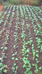 Les haricots ont bien germés grâce aux important arrosages effectués(plus de 2m3 d'eau pour faire germer cette série)<br />J'ai eu besoin de passer un coup de binette pour enlever les herbes qui avaient profité de cette eau.