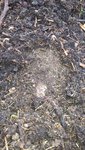 J'ai également gratter avec le doigt entre les rangs de carottes pour voir ce que la pluie avait mouillée,mais c'est à peine 1 cm.