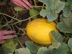 DSC09564.JPG