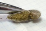 DSC02541-1.JPG