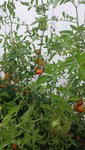 20150803_192815.jpg