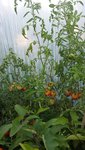 20150803_192917.jpg