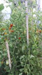 20150803_192957.jpg
