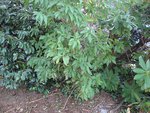 DSC08350.JPG
