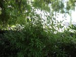 DSC08351.JPG