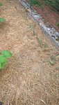 Le rang de poireaux pousse de jours en jours.J'en ai replanté un autre à coté,qui est encore à peine visible.